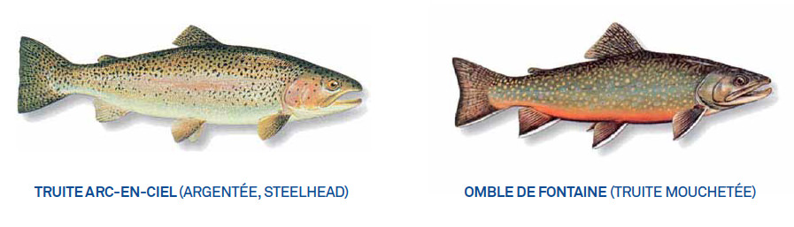 Truite arc -en -ciel (argentée, steelhead) et Omble de fontaine (truite mouchetée)