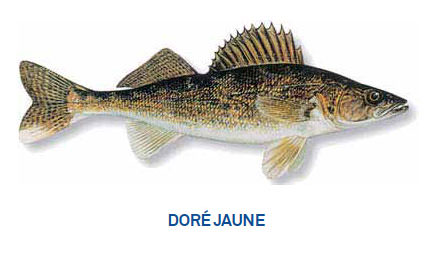 Doré jaune