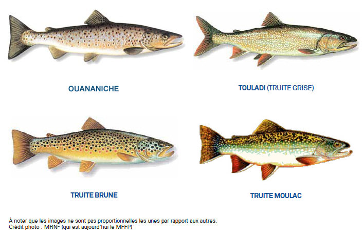 Ouananiche, touladi, truite brune et truite moulac de pisciculture