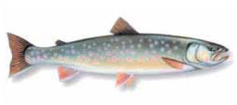 Omble chevalier pisciculture