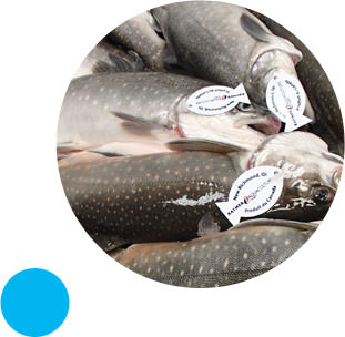 Aquaculture des poissons au Québec