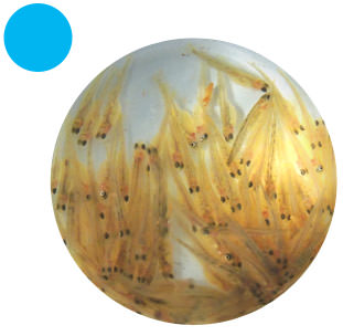 poissons  dans un bécher utilisé en laboratoire et un aquarium en rond