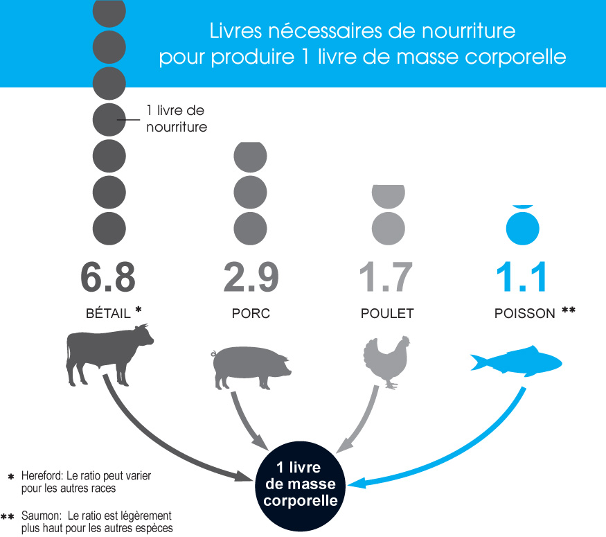 Livres nécessaires de nourriture pour produire 1 livre de masse corporelle. Bétail 6.8, Porc 2.9, Poulet 1.7, Poisson 1.1